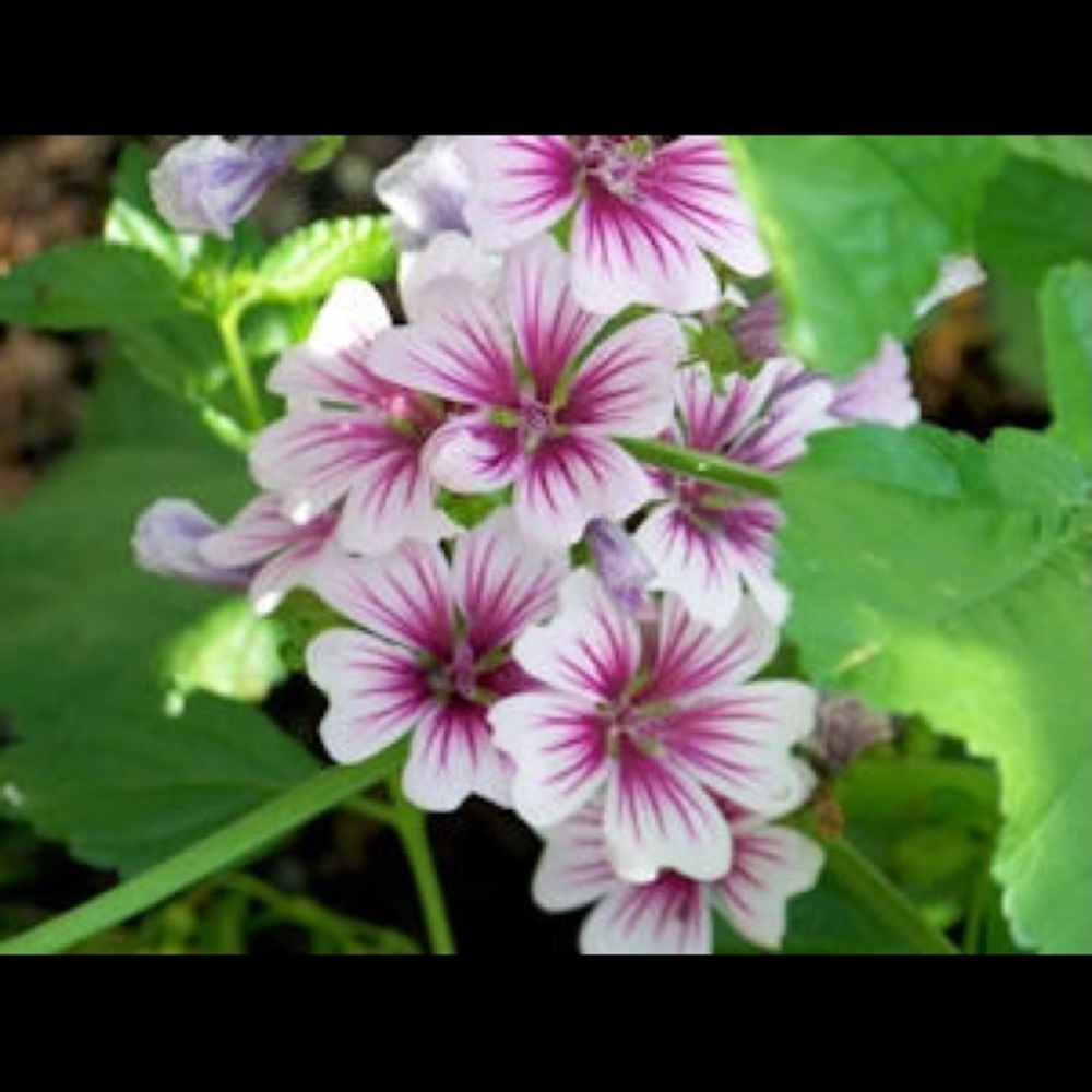 Meet your Posher, Cynthia